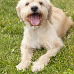 Raise your Paw for a Great Cause: The 4th Annual Tail Waggers Strut