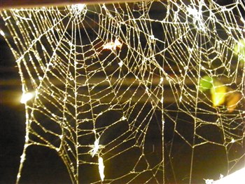 Bucks County Playhouse Spiders