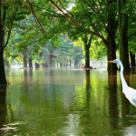 A swan-a-swimming, Photographed by Yardley's J.C. Sager