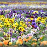4 Places to Stop and Smell the Spring Flowers