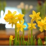 Coming Soon: 1 Million Blooming Daffodils