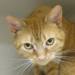 Marigold, an adoptable cat in Quakertown, PA