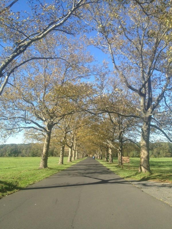 Tyler Park