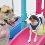 Bucks-wild for our Pets! Happening List Winner Holiday House Pet Resort