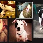 Miss Money Funny: No Fret Pets