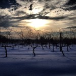 Photo of the Week: Wintertime at the Wycombe Vineyards