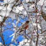 Enjoying Winter Berries — at Peace Valley Park and Lake Galena