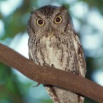 Hoos Hoo: Owl Prowl at Honey Hollow Watershed