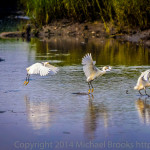 Photo of the Week: Flight of an Egret at Peace Valley Park