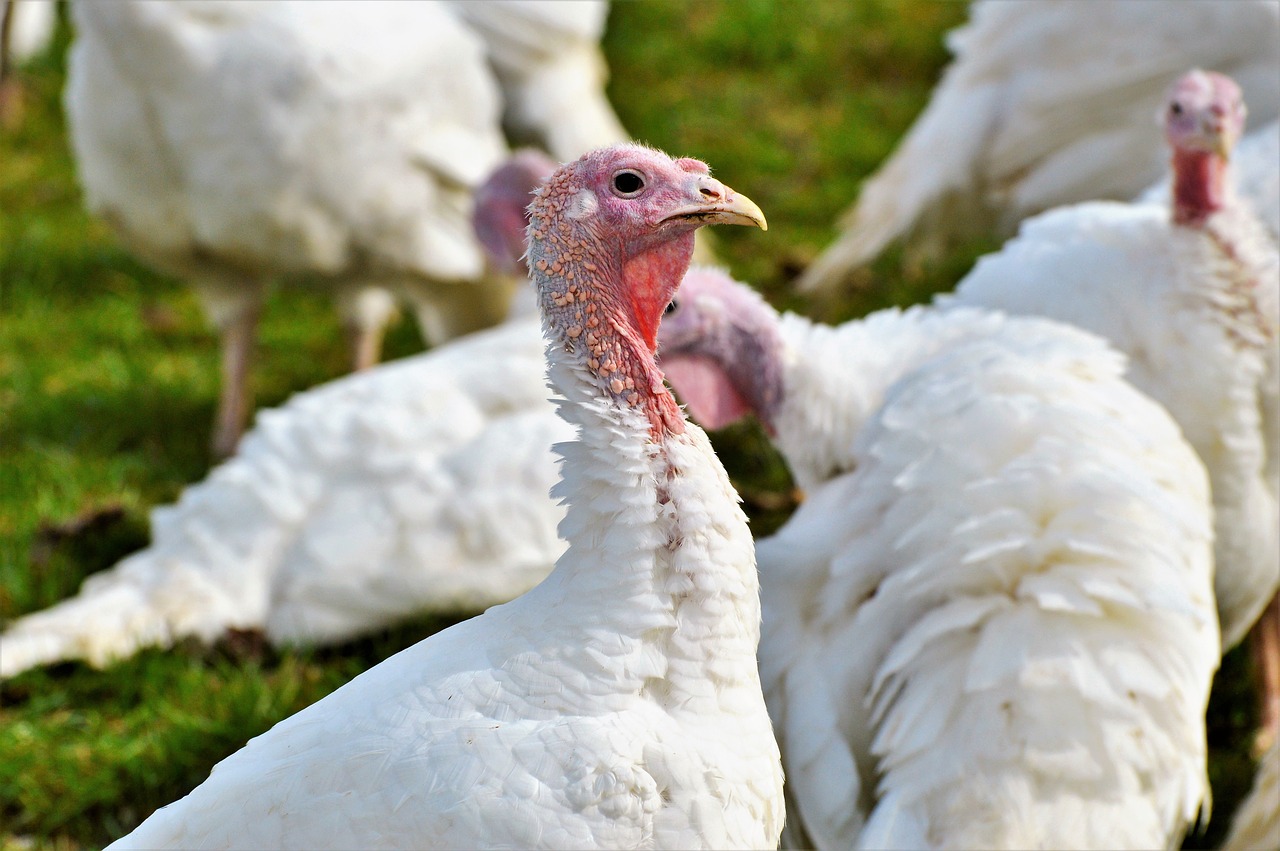 Farm Fresh Turkeys In Bucks County