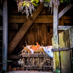 Photo of the Week: Manger at Cuttalosa Farm