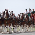 Budweiser Clydesdales Scheduled to Tour Bucks County