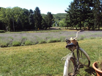 Peave Valley Lavender Farm