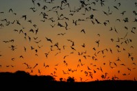 Bat epidemic, Bucks county