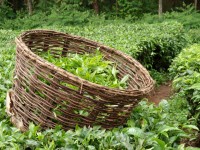 Freshly picked tea leaves