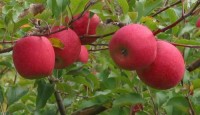 Apple Tree