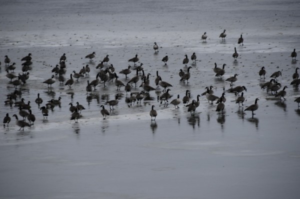 Peace Valley Park Barry Peters