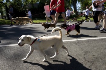spcawalk