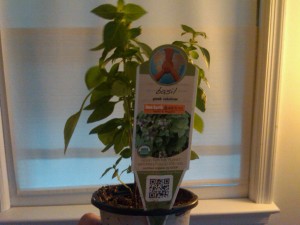 Fresh Basil