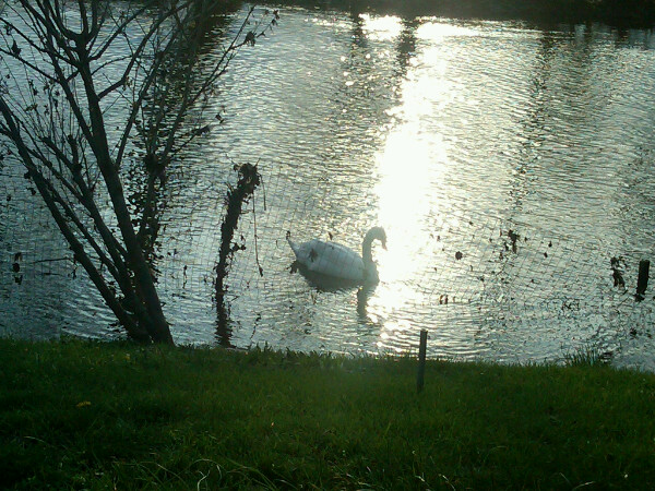 Swan on Delaware River Swan on Delaware River