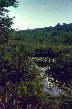 Quakertown Swamp