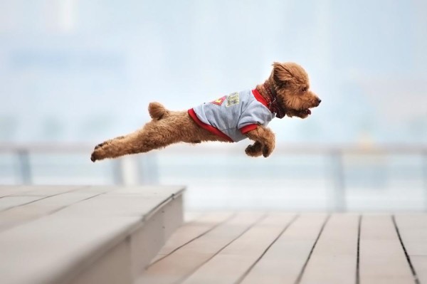 flying dog