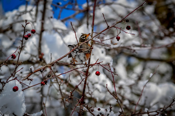 Enjoying Winter Berries — at Peace Valley Park and Lake Galena