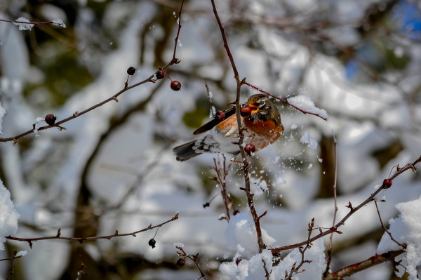 Enjoying Winter Berries — at Peace Valley Park and Lake Galena