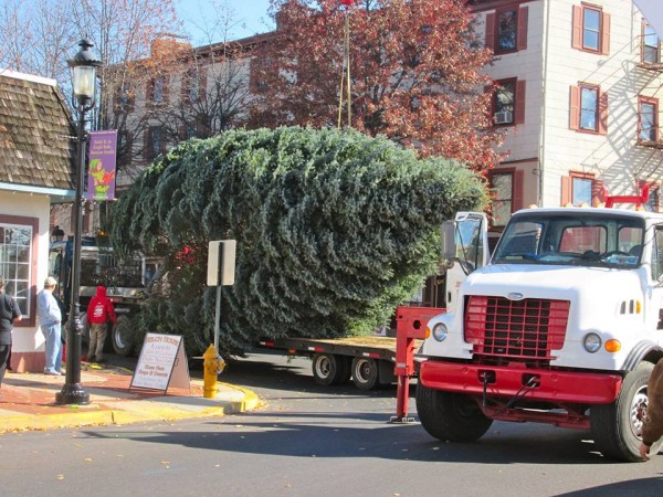 Borough workers assist with the arrival of the community Christmas Tree in Bristol Borough. The lighting ceremony is Friiday, September 28. PHotograph by Barbara Matthews. 