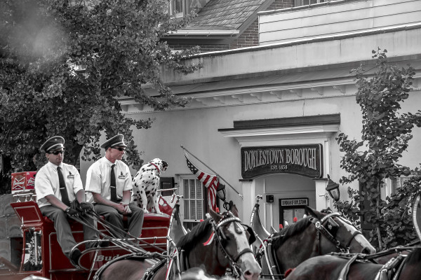 Clydesdales-46