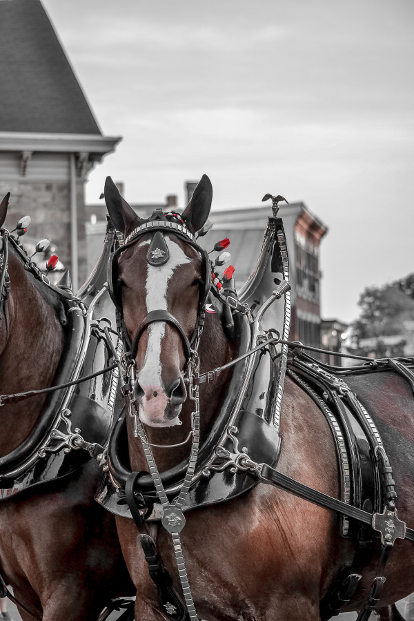 Clydesdales-48