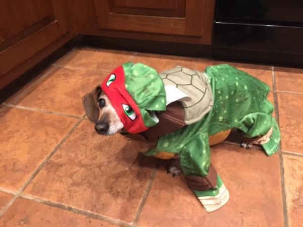 Sydney as a Ninja Turtle