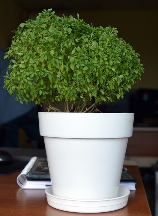 flower-817476_960_720