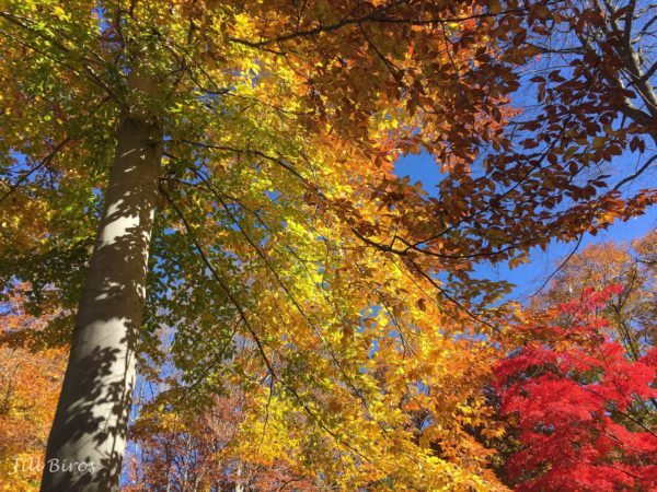 fall-color-bucks-county-jill-biros