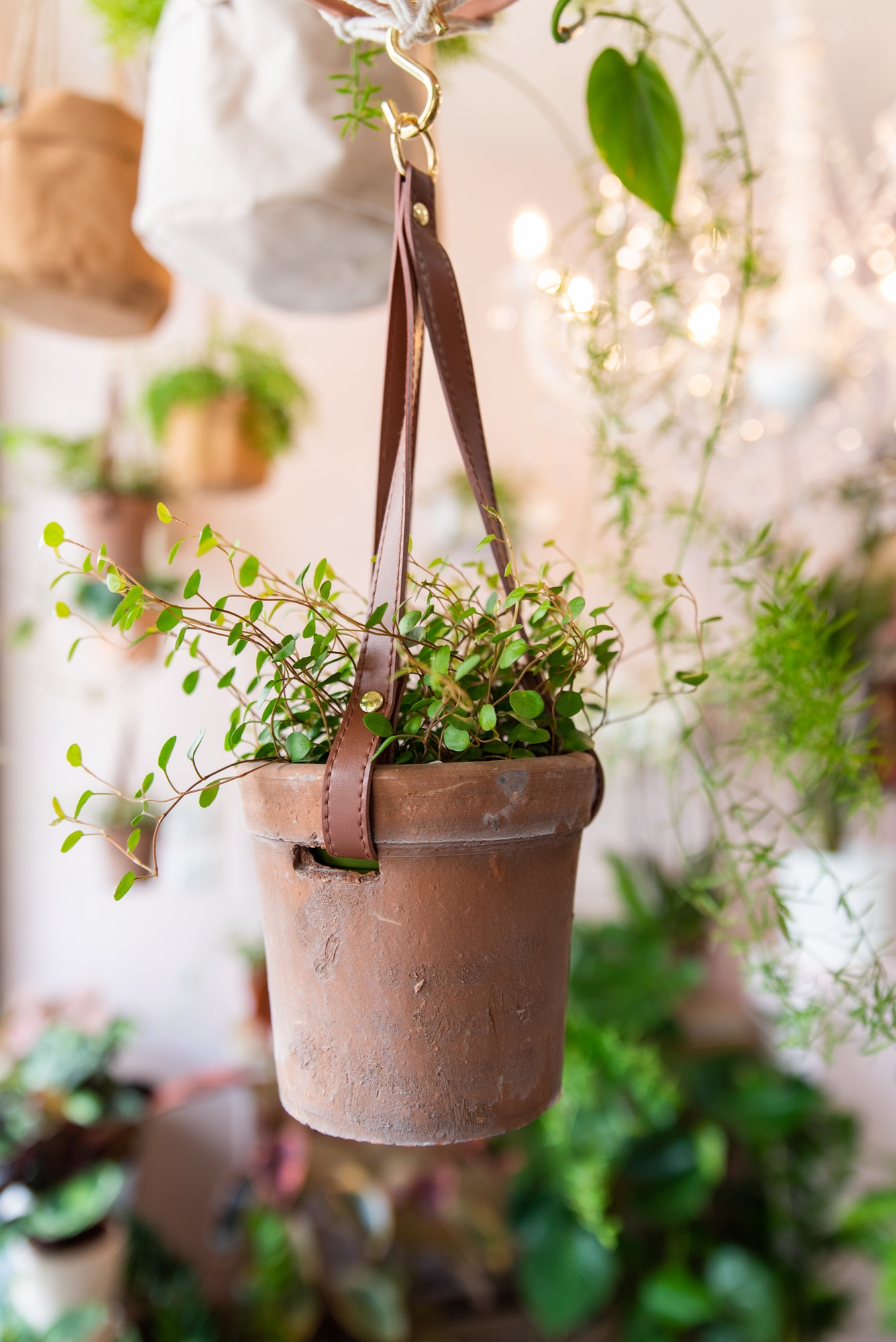 Pot with plant in a floral shop