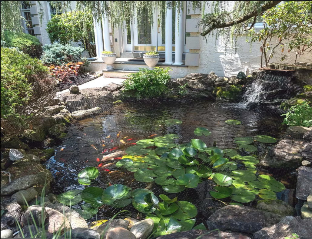 coy pond