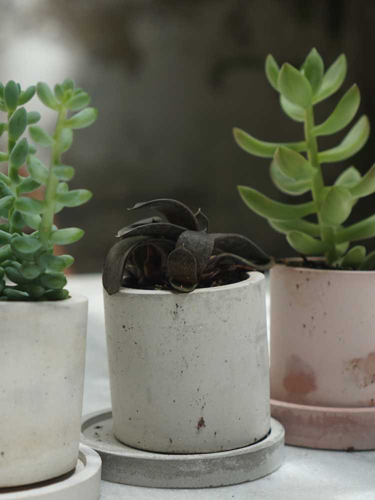 Succulents