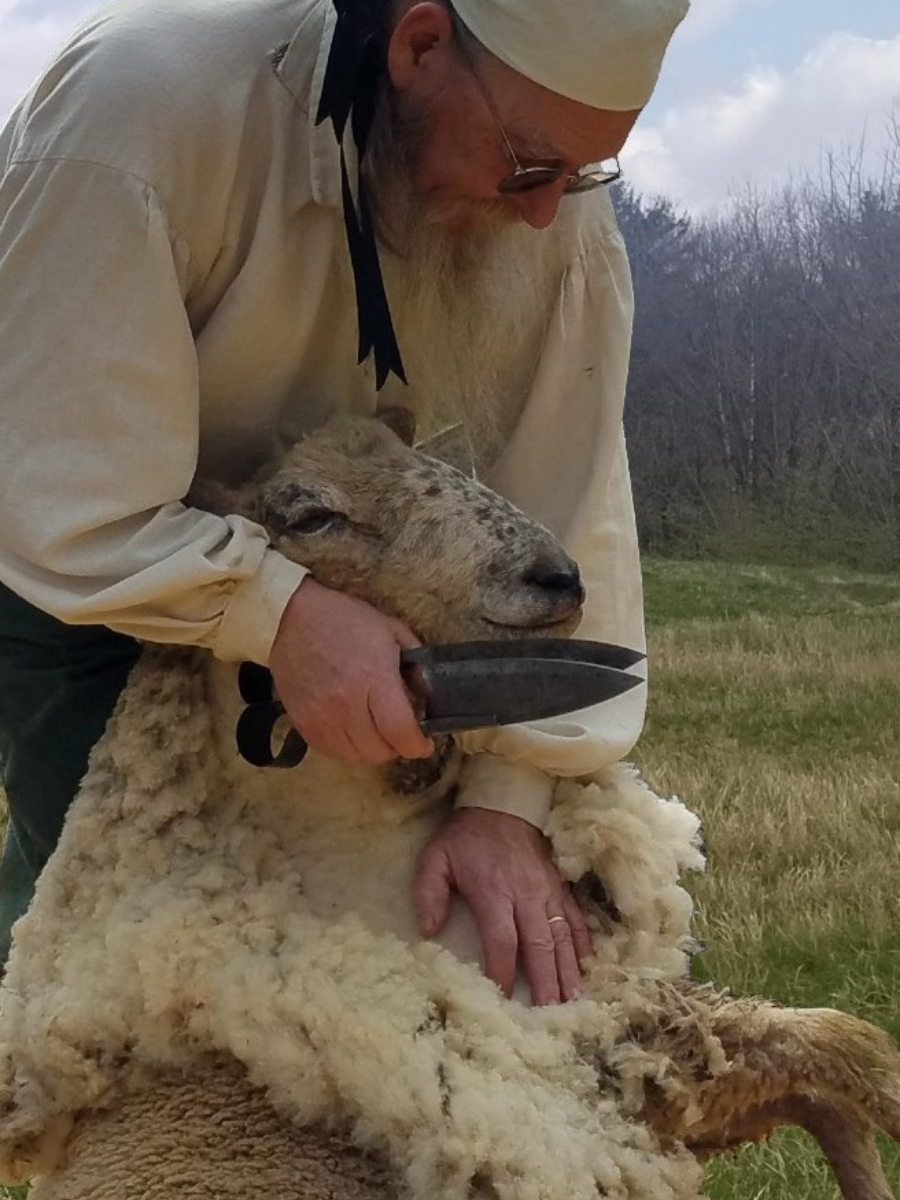 Sheep Shearing