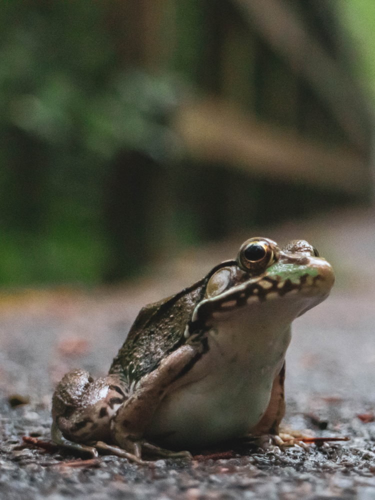 Frog