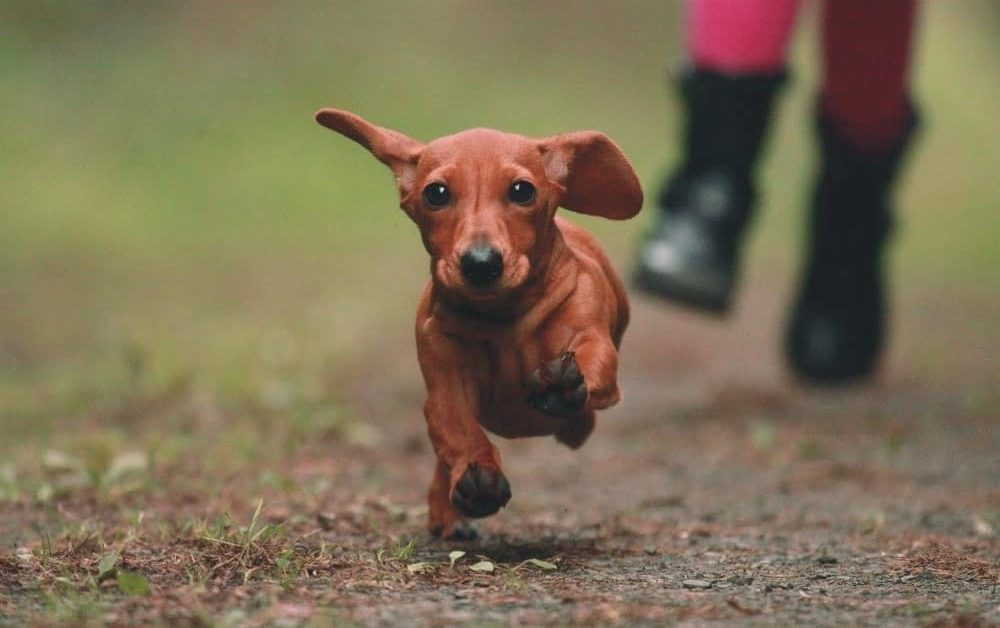 daschshund-copy