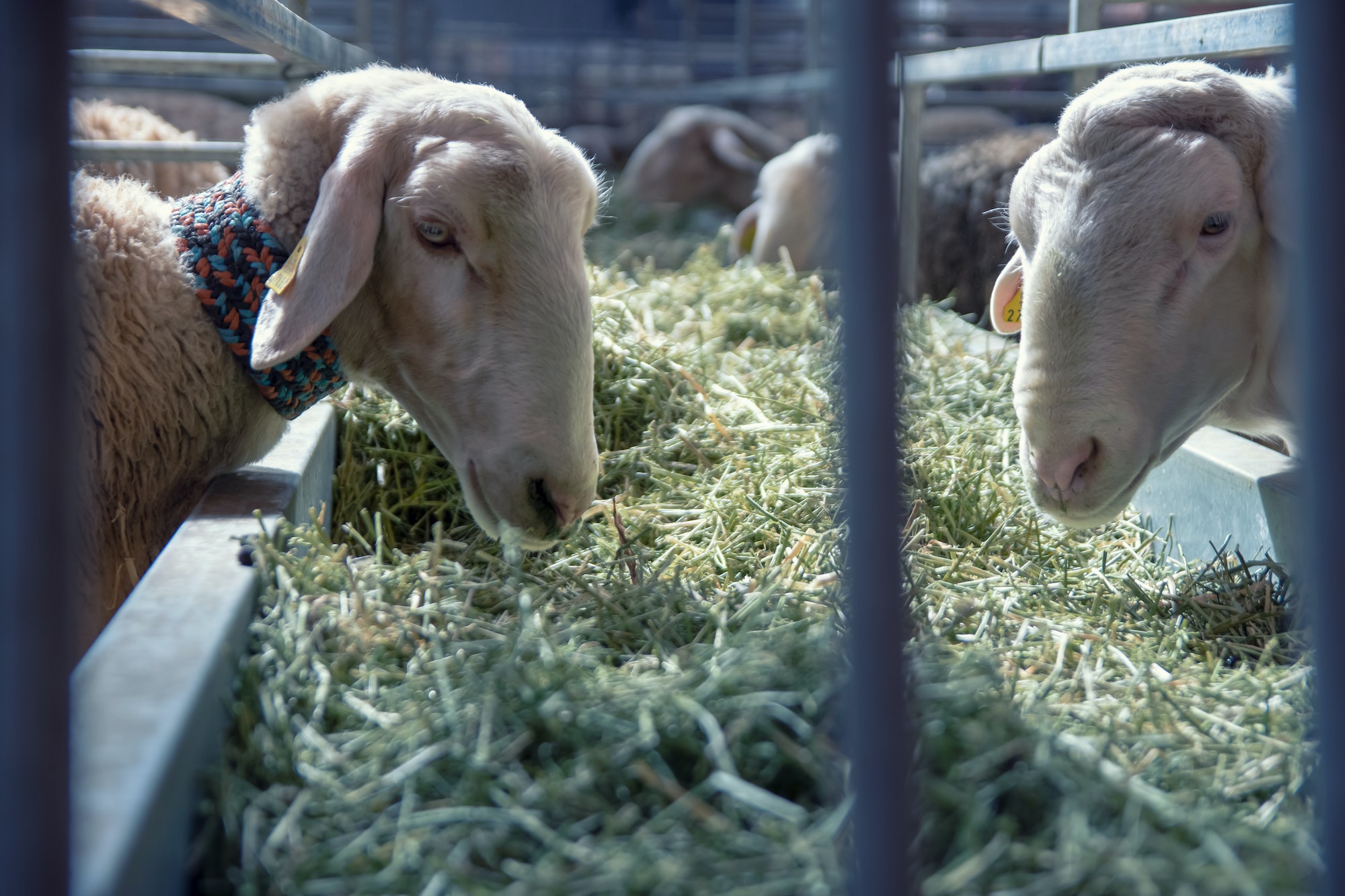 Several sheep grazing at a livestock fair Several sheep grazing at a livestock fair
