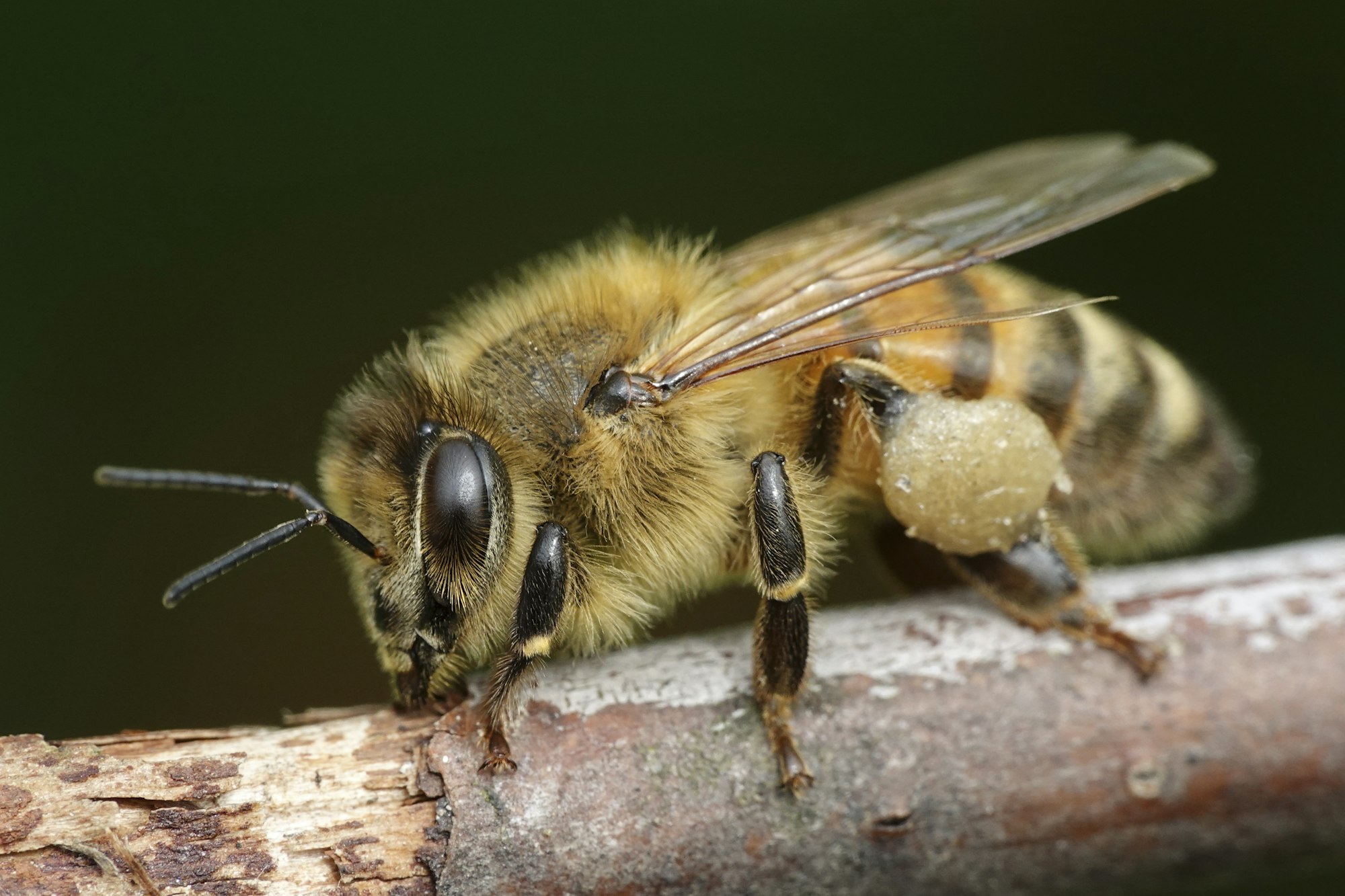 European honey bee (Apis mellifera)