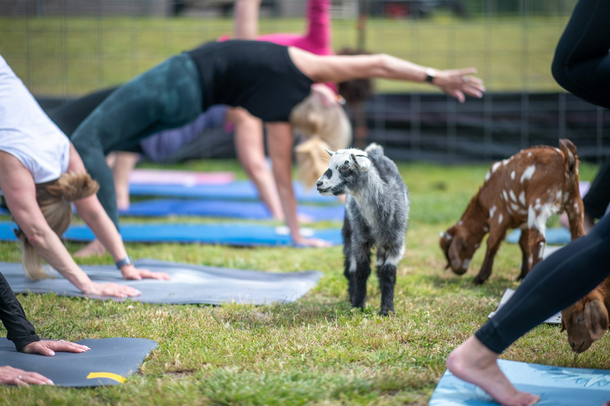 Goats walk among people in an outdoor goat yoga class