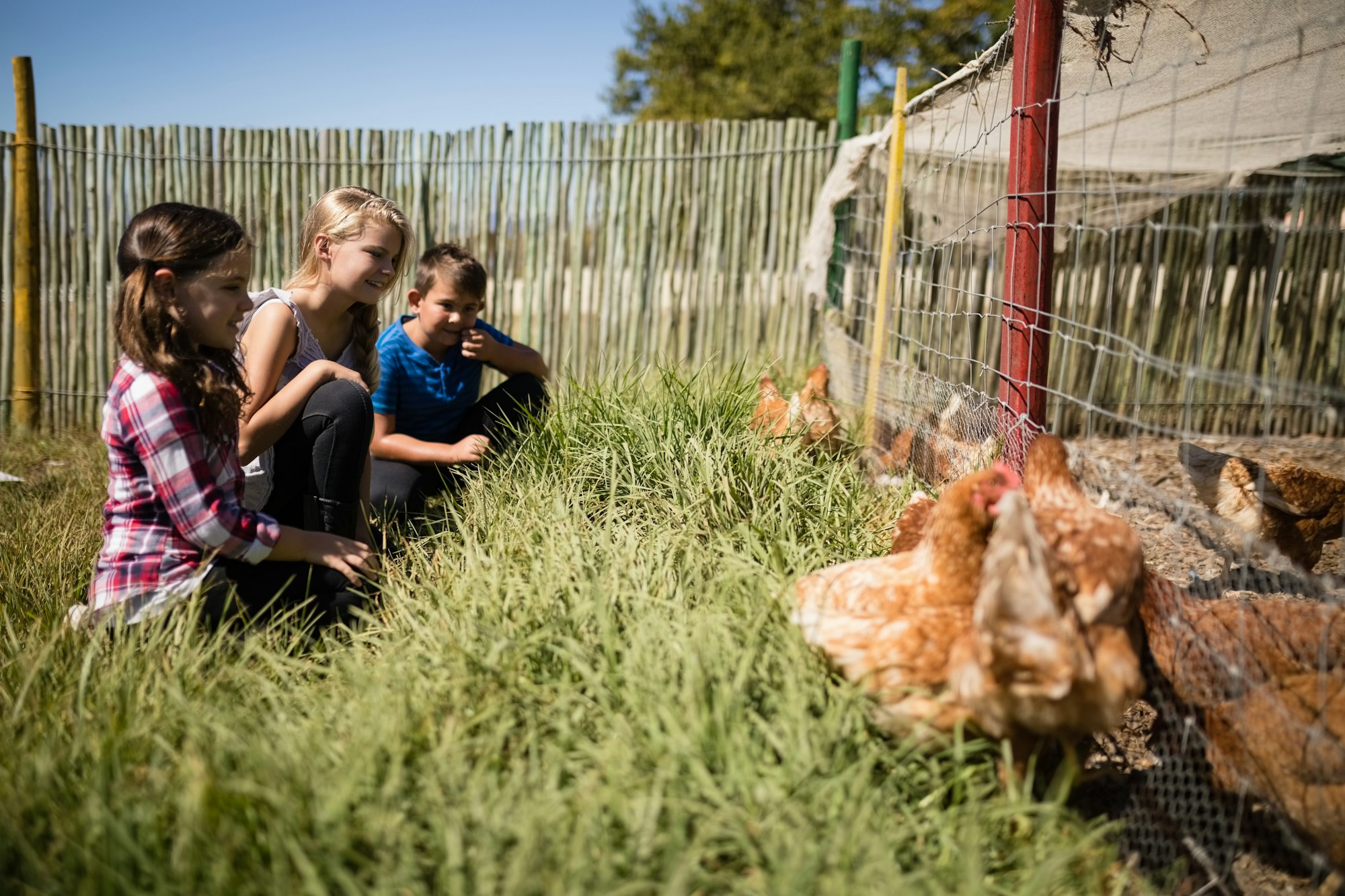 Kids looking at flock of hen grazing in the farm