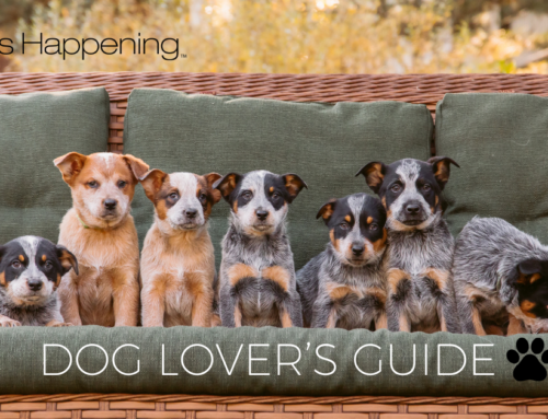 Dog Lover’s Guide | Bucks County 2024