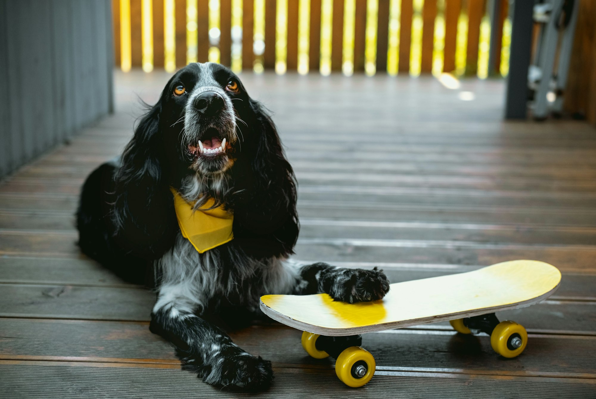 Cute spaniel dog wearing yellow bandana is laying with yellow skateboard.