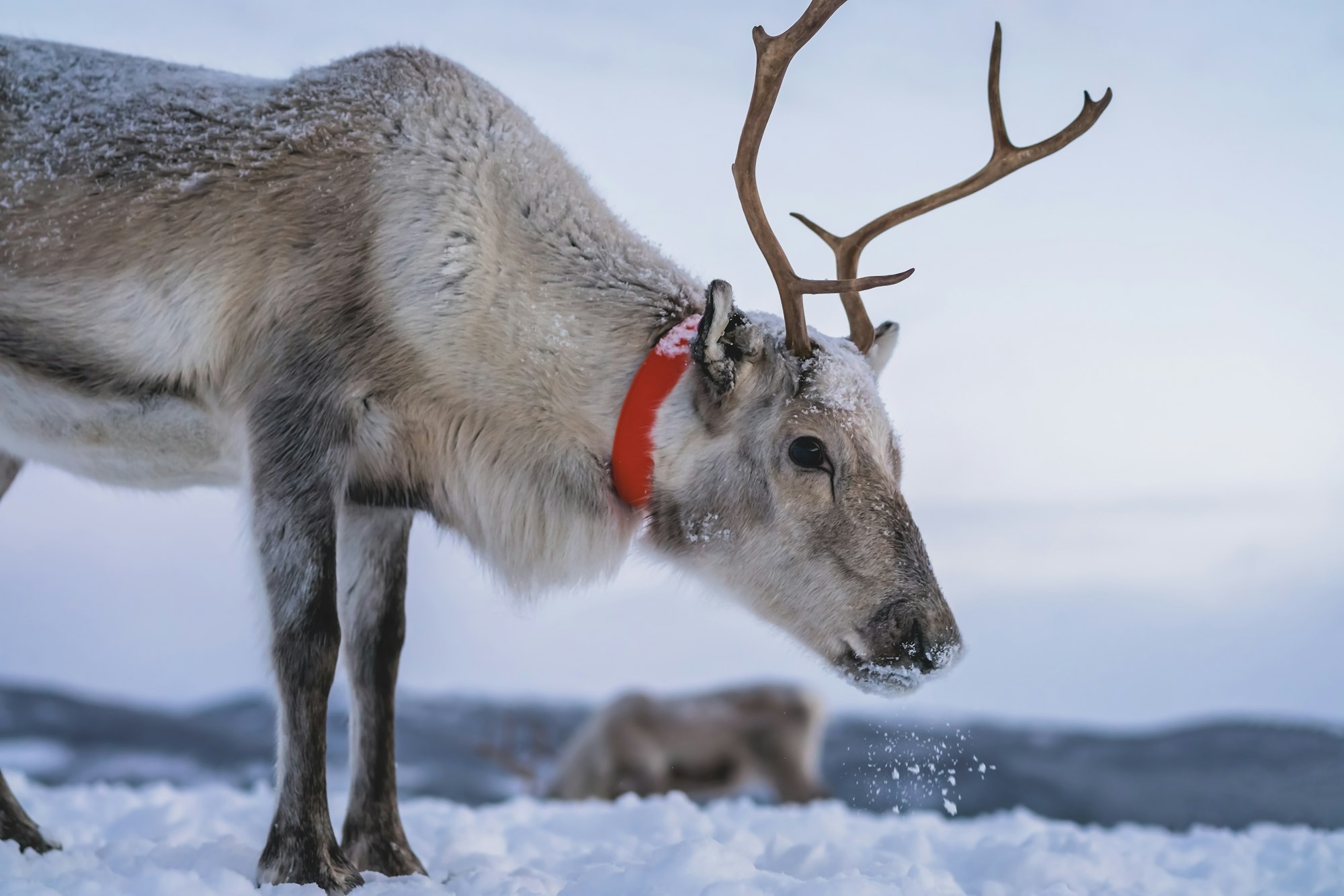 Portrait of a reindeer with massive antlers