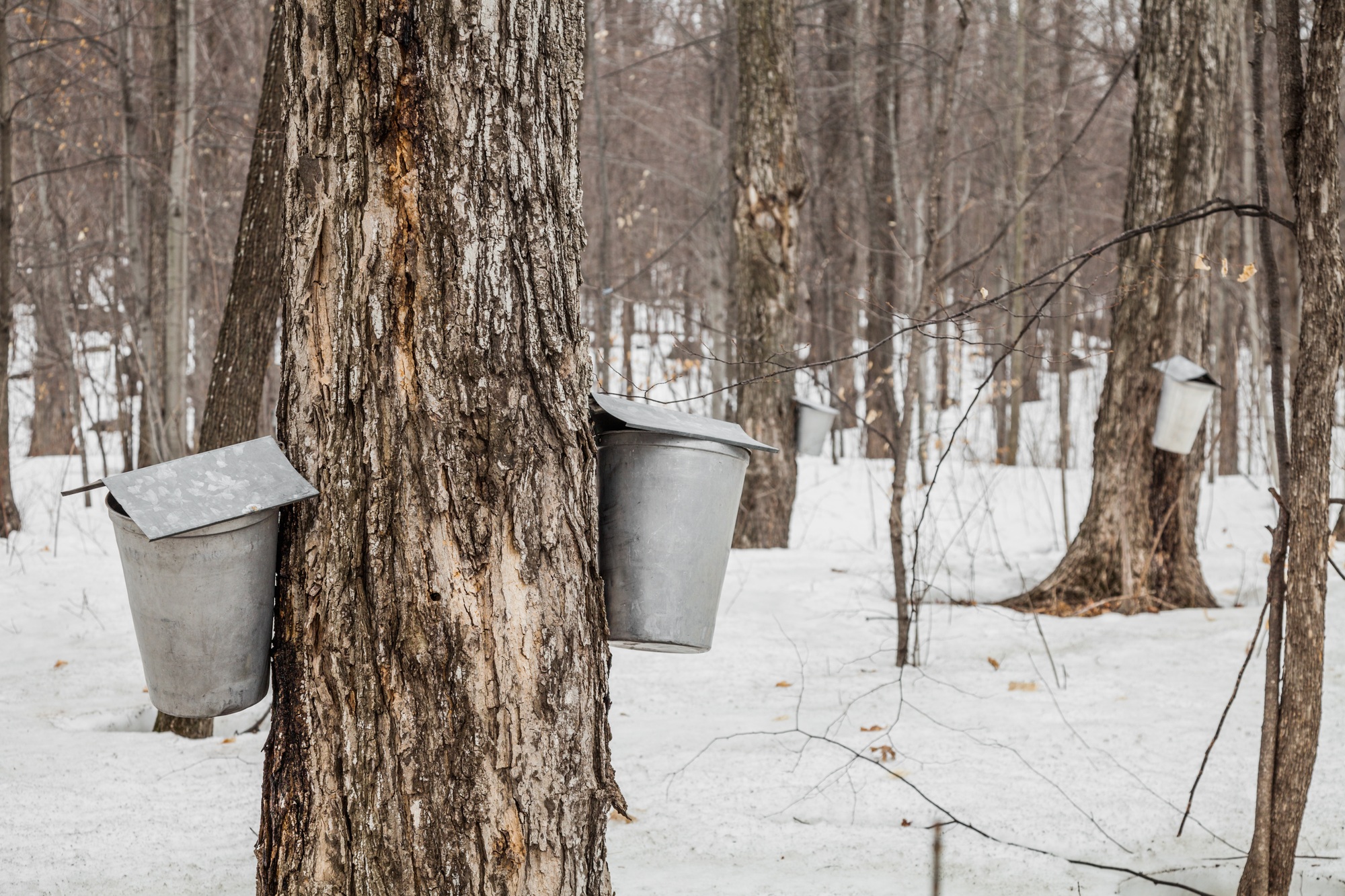 Forest of Maple Sap buckets on trees Forest of Maple Sap buckets on trees