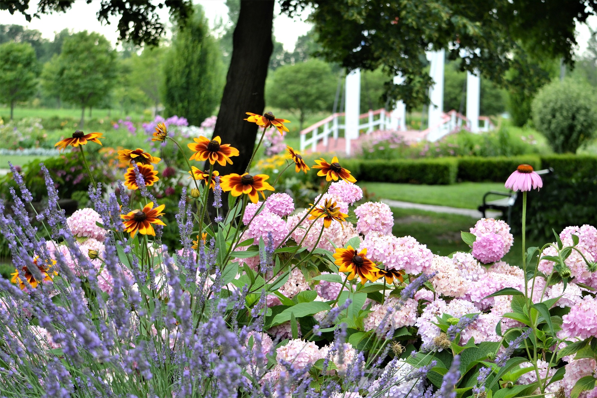 Summer flower garden Summer flower garden